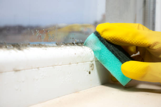 Best Professional Mold Removal  in Raintree Plantation, MO